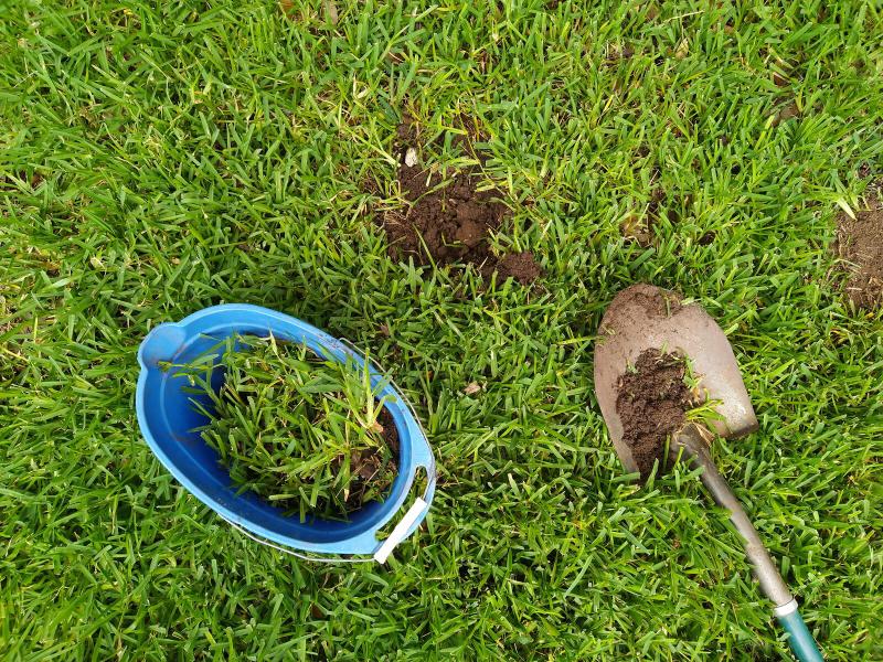 Digging grass plugs